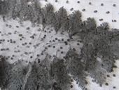 Click to change picture